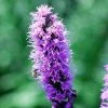 Bay Gardens NY Deer Resistant Plants Liatris Spicata - Purple Gayfeather