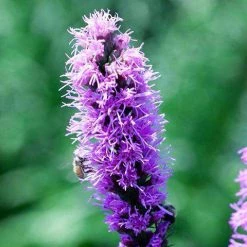 Bay Gardens NY Deer Resistant Plants Liatris Spicata - Purple Gayfeather