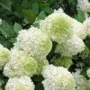 Bay Gardens Hydrangea Paniculata 'Limelight'