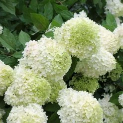 Bay Gardens Hydrangea Paniculata 'Limelight'