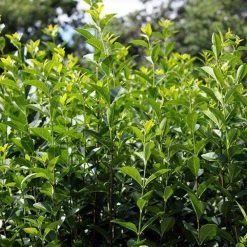 Bay Gardens NY California Privet