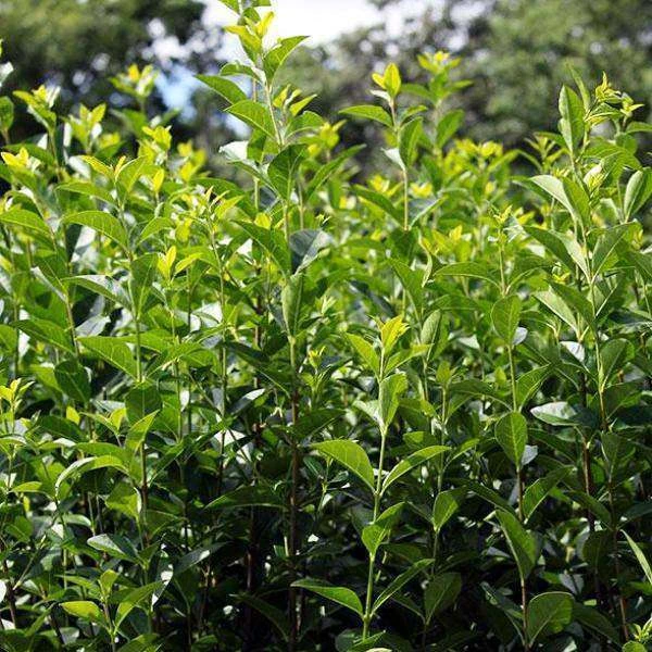 Bay Gardens NY California Privet 4 Bay Gardens NY California Privet