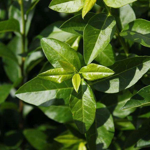 Bay Gardens NY California Privet 6 Bay Gardens NY California Privet