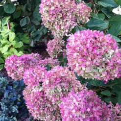 Bay Gardens NY Flowering Shrubs Hydrangea Paniculata 'Little Lime®'