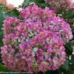 Bay Gardens NY Flowering Shrubs Hydrangea Paniculata 'Little Lime®'
