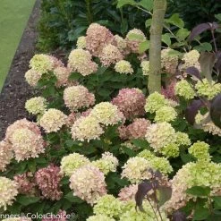 Bay Gardens NY Flowering Shrubs Hydrangea Paniculata 'Little Lime®'