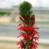 Bay Gardens Cardinal Flower - Lobelia Cardinalis Deer Resistant Plants