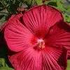 Bay Gardens Hibiscus 'Luna Red' Deer Resistant Plants