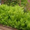 Bay Gardens Fern Matteicia Struthiopteris (Ostrich) Deer Resistant Plants