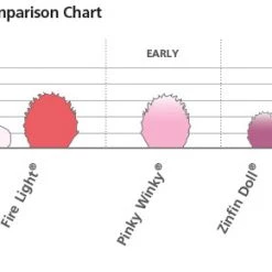Bay Gardens NY Hydrangea Paniculata 'Bobo®'