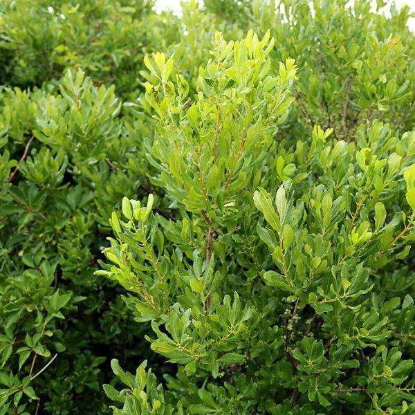 Bay Gardens Deer Resistant Plants Myrica Pennsylvanica - Northern Bayberry 5 Bay Gardens Deer Resistant Plants Myrica Pennsylvanica - Northern Bayberry