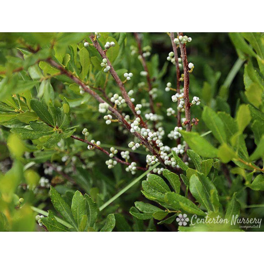Bay Gardens Deer Resistant Plants Myrica Pennsylvanica - Northern Bayberry 6 Bay Gardens Deer Resistant Plants Myrica Pennsylvanica - Northern Bayberry