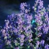 Bay Gardens NY Nepeta Racemosa 'Blue Wonder' - Flowering Catmint Deer Resistant Plants