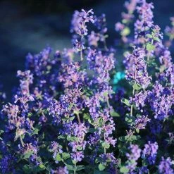 Bay Gardens NY Nepeta Racemosa 'Blue Wonder' - Flowering Catmint Deer Resistant Plants