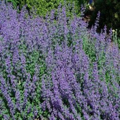 Bay Gardens NY Deer Resistant Plants Nepeta X Faassenii 'Walkers Low' - Flowering Catmint