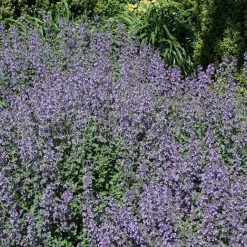 Bay Gardens NY Deer Resistant Plants Nepeta X Faassenii 'Walkers Low' - Flowering Catmint