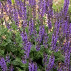 Bay Gardens NY Deer Resistant Plants Salvia X Sylvestris 'May Night'
