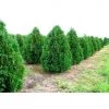 Bay Gardens Arborvitae 'Nigra' Privacy Plants 1 Bay Gardens Arborvitae 'Nigra' Privacy Plants