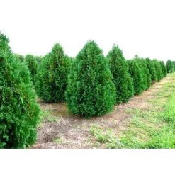 Bay Gardens Arborvitae 'Nigra' Privacy Plants