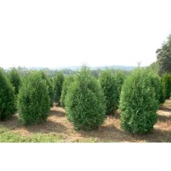 Bay Gardens Arborvitae 'Nigra' Privacy Plants