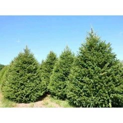 Bay Gardens Norway Spruce Privacy Plants