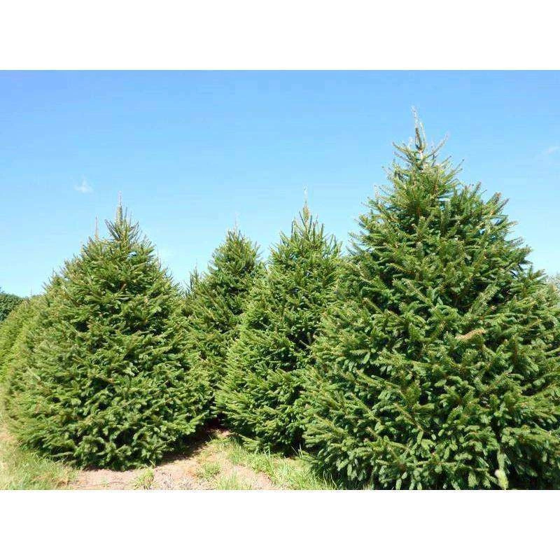 Bay Gardens Norway Spruce Privacy Plants 4 Bay Gardens Norway Spruce Privacy Plants