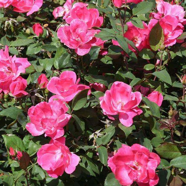 Bay Gardens NY Rosa 'Pink Knockout' 3 Bay Gardens NY Rosa 'Pink Knockout'