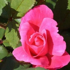 Bay Gardens NY Rosa 'Pink Knockout'