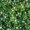 Bay Gardens Groundcovers Pachysandra Flat