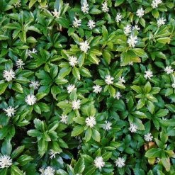 Bay Gardens Groundcovers Pachysandra Flat