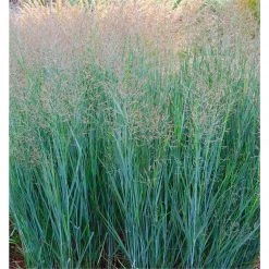 Bay Gardens Grass 'Heavy Metal Switchgrass'
