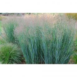 Bay Gardens Grass 'Heavy Metal Switchgrass'