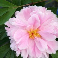 Bay Gardens NY Paeonia 'Sarah Bernhardt'