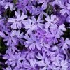 Bay Gardens NY Phlox Subulata 'Emerald Blue'