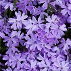 Bay Gardens NY Phlox Subulata 'Emerald Blue'