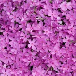 Bay Gardens NY Phlox Subulata 'Emerald Pink' Perennials