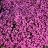 Bay Gardens NY Phlox Subulata 'Emerald Pink' Perennials