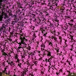 Bay Gardens NY Phlox Subulata 'Emerald Pink' Perennials