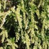 Bay Gardens Andromeda Pieris Japonica 'Cavatine' Deer Resistant Plants