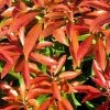 Bay Gardens NY Andromeda Pieris Japonica 'Mountain Fire' 1 Bay Gardens NY Andromeda Pieris Japonica 'Mountain Fire'
