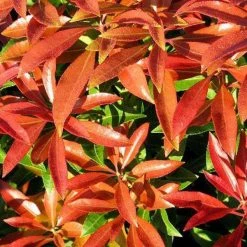 Bay Gardens NY Andromeda Pieris Japonica 'Mountain Fire'