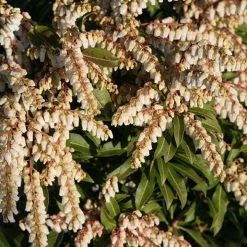 Bay Gardens NY Andromeda Pieris Japonica 'Mountain Fire'