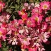 Bay Gardens NY Flowering Shrubs Rosa 'Pink Drift'