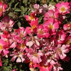 Bay Gardens NY Flowering Shrubs Rosa 'Pink Drift'