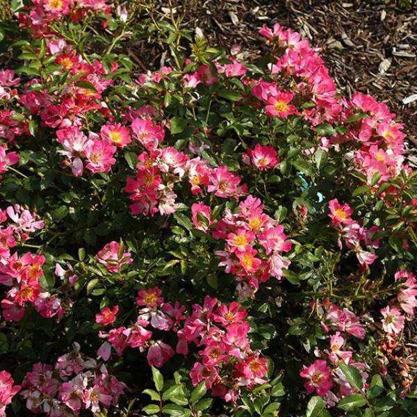 Bay Gardens NY Flowering Shrubs Rosa 'Pink Drift' 4 Bay Gardens NY Flowering Shrubs Rosa 'Pink Drift'
