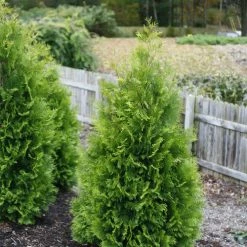 Bay Gardens Arborvitae 'Polar Gold'