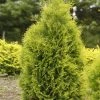 Bay Gardens Arborvitae 'Polar Gold'