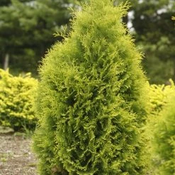 Bay Gardens Arborvitae 'Polar Gold'