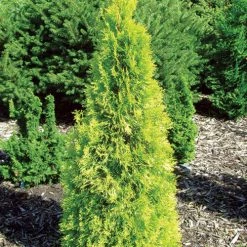 Bay Gardens Arborvitae 'Polar Gold'