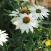 Bay Gardens Echinacea Purpurea 'PowWow White' Coneflower Deer Resistant Plants